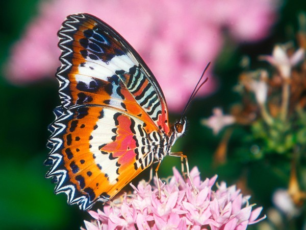 Risultati immagini per farfalle sui fiori immagini