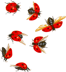 groupe de coccinelles qui s envolent