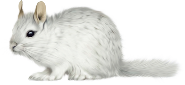 TUBES ANIMAUX