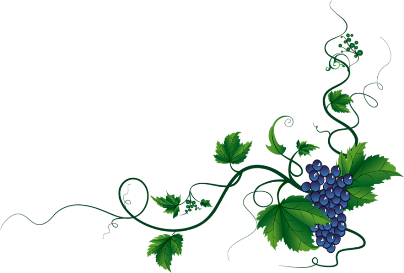 319c36b3.png (800 × 541) Border pattern, Grapes, Flower art Grape Vine Bord...